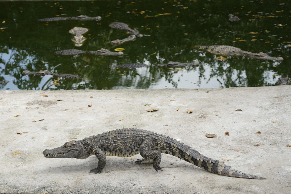 Siamese crocodiles are seen at Siracha Moda Farm in Chonburi province, eastern Thailand on Nov. 7, 2022. Crocodile farmers in Thailand are suggesting a novel approach to saving the country’s dwindling number of endangered wild crocodiles. They want to relax regulations on cross-border trade of the reptiles and their parts to boost demand for products made from ones raised in captivity. (AP Photo/Sakchai Lalit)