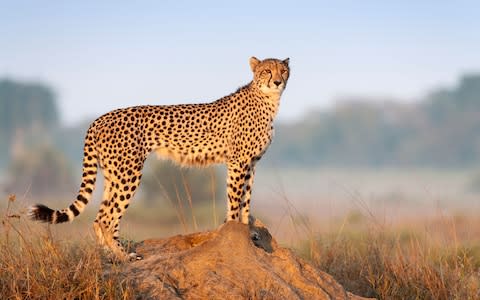 A cheetah stands atop a termite mound in Namibia - Credit: ALAMY