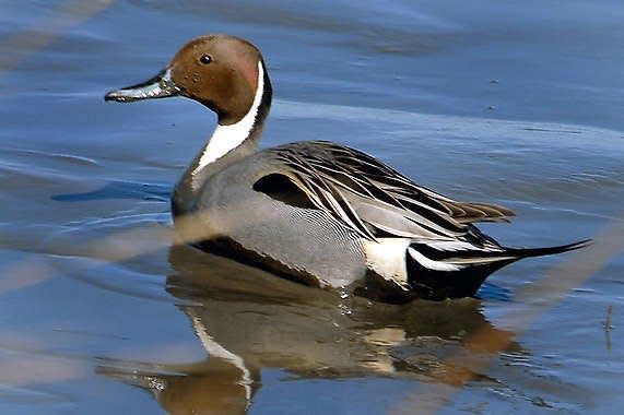 This photo provided by the National Audubon Society shows a northern pintail, one species of waterfowl that nests in northern Alaska and travels through Indiana. Associated Press