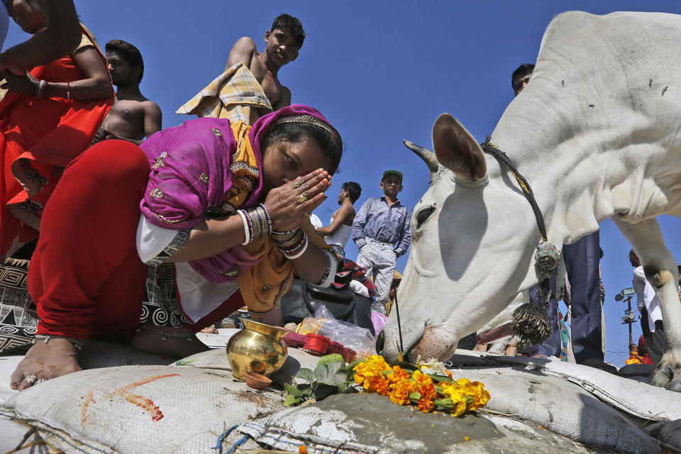 <p>An Indian woman prays to a holy cow after taking a holy dip at the Sangam, the confluence of the Ganges and Yamuna and the mythical Saraswati, on the occasion of Hindu festival of Maha Shivaratri, that marked the last day of the annual traditional fair of Magh Mela, in Allahabad, India , Friday, Feb. 24, 2017. Shivaratri, or the night of Shiva, is dedicated to the worship of Lord Shiva, the Hindu god of death and destruction. (AP Photo/Rajesh Kumar Singh) </p>