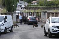 Wild boars cross a street in Rome, Friday, Sept. 24, 2021. They have become a daily sight in Rome, families of wild boars trotting down the city streets, sticking their snouts in the garbage looking for food. Rome's overflowing rubbish bins have been a magnet for the families of boars who emerge from the extensive parks surrounding the city to roam the streets scavenging for food. (AP Photo/Gregorio Borgia)