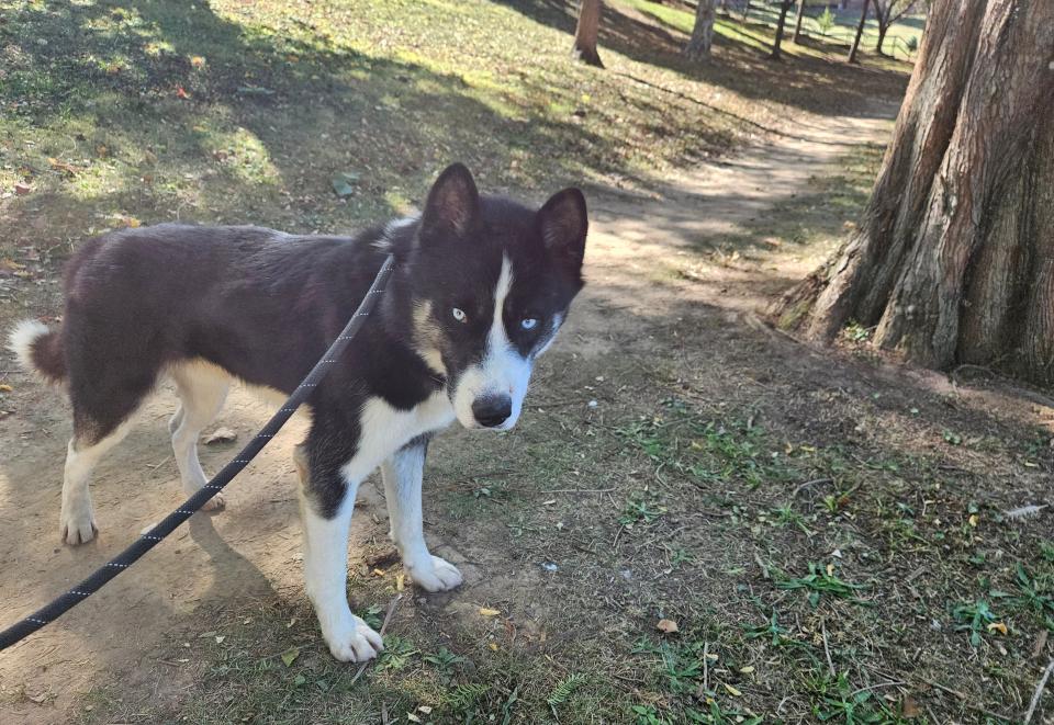 Dior the Husky is one of the dogs at the Ross County Humane Society. He was able to spend time at Yoctangee Park thanks to the Foster Field Trip program.