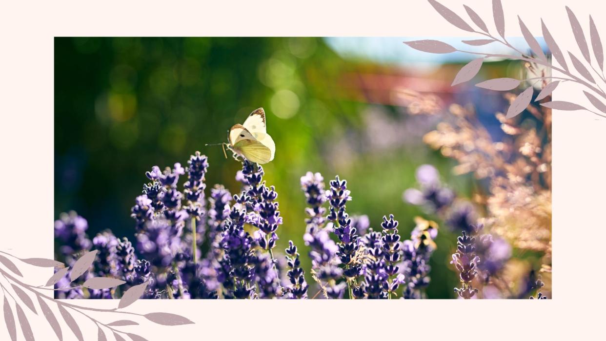  Pale yellow butterfly sat on a lavender sprig in garden to support Monty Don butterfly tip. 