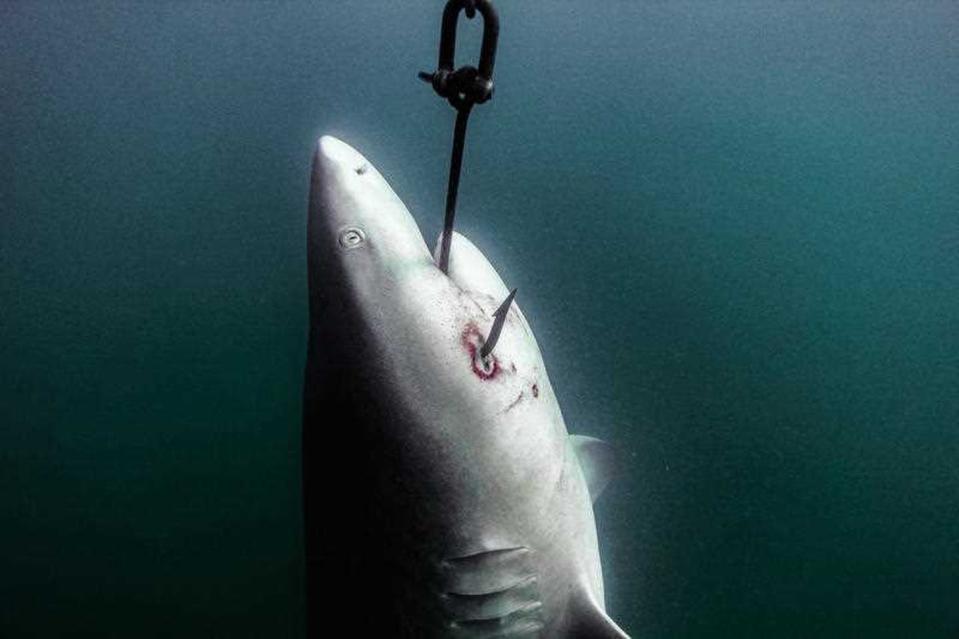 shark hangs on hook