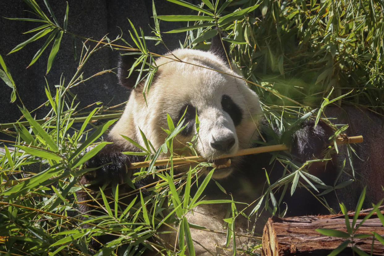 Xin Bao eats bamboo.