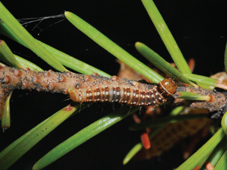 During its caterpillar stage, the western spruce budworm eats the needles of Douglas fir, true fir and spruce trees.
