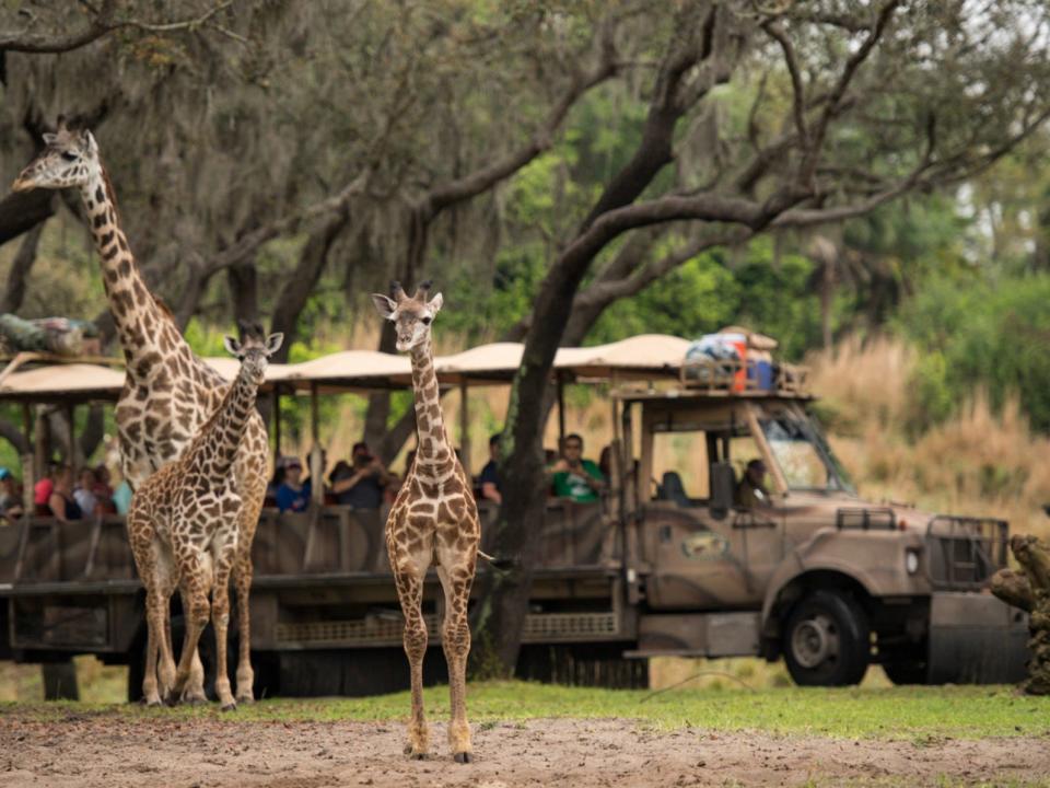 Kilimanjaro Safaris