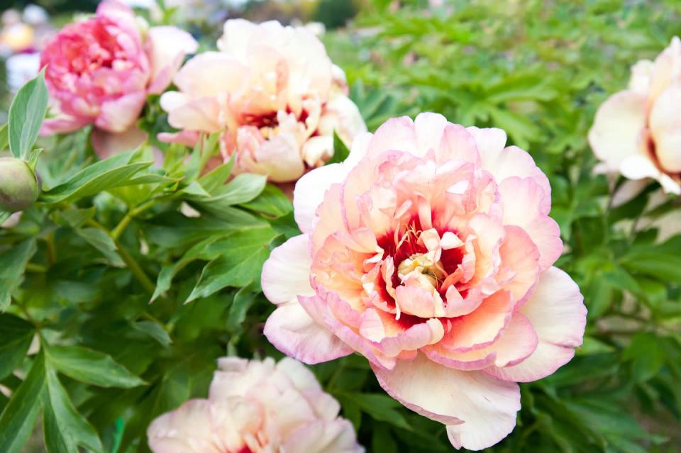<p>May is peak time for peony flowers, so no Chelsea would be complete without a good scattering of these early summer stunners. While the familiar ice cream pink and tissue paper ruffles of classic ‘Sarah Bernhardt’ weren’t so popular this year, designers used peonies with more open blooms, like Paeonia itoh ‘Callie’s Memory’ and the brooding ‘Dark Eyes’ that are more in keeping with wildlife-friendly planting.</p><p>Peonies looked great used in planters too, where their more formal looks contrasted with airy, meadow-style companions and salvias, which is a great combination for a perennial container.</p><p> <strong>Follow House Beautiful on <a href="https://www.instagram.com/housebeautifuluk/" rel="nofollow noopener" target="_blank" data-ylk="slk:Instagram" class="link ">Instagram</a>.</strong></p>