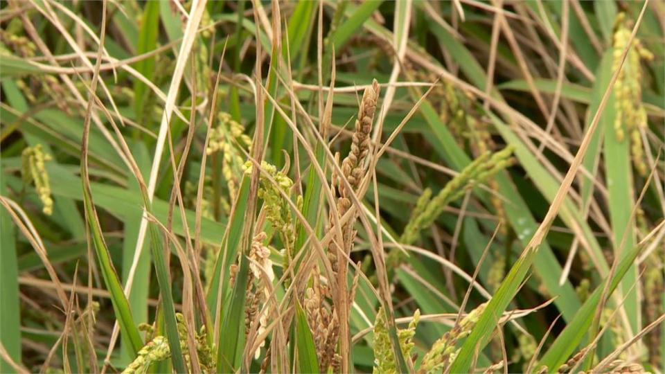 「小犬」颱風釀鹽害損水稻　農糧署下周公告補助辦法