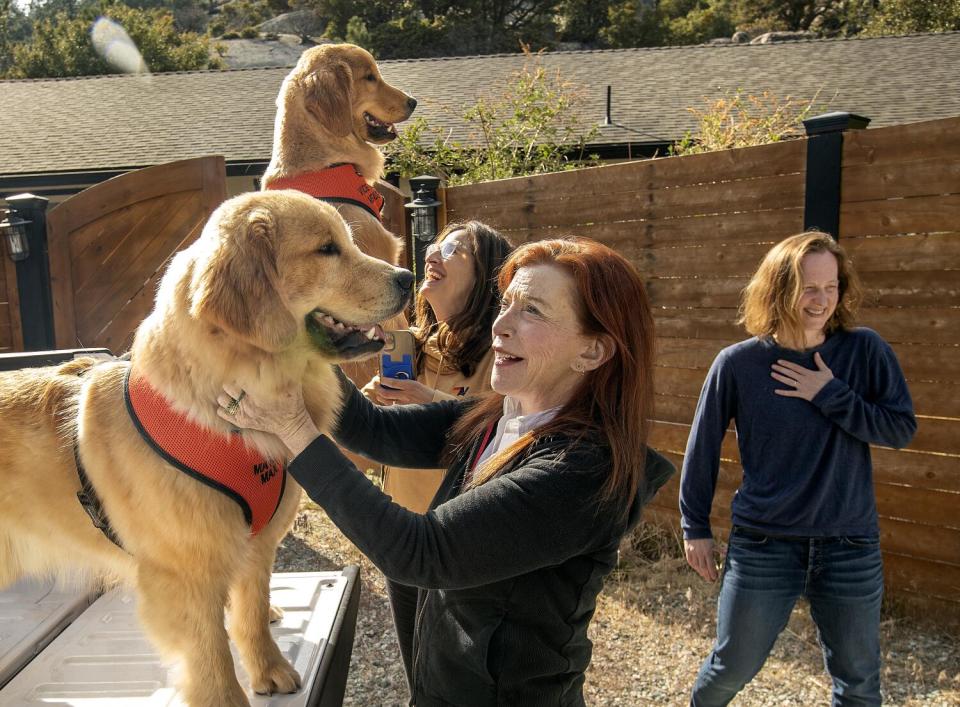 Smiling visitors greet golden retrievers.