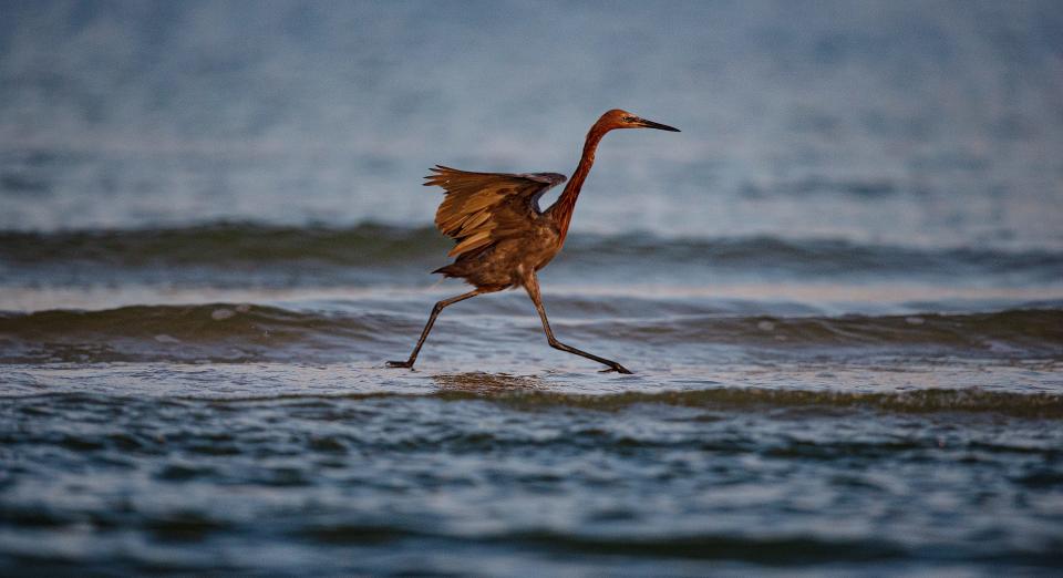 A reddish egret feeds on the north end of Bonita Beach on Tuesday, Sept. 12, 2023.