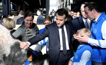 French President Emmanuel Macron touches a cow as he visits the International Agriculture Fair (Salon de l'Agriculture) at the Porte de Versailles exhibition center in Paris, France, February 23, 2019. Julien De Rosa/Pool via Reuters