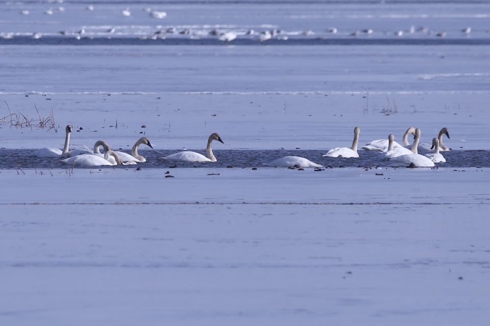 Trumpeter swans find some open water along the Lake Erie shore last month. The ice in Ottawa County has melted since then as temperatures have been unseasonably warm.