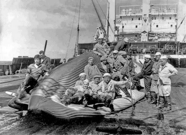 PHOTO: Soviet whalers aboard a whale on a factory ship. (Government archives obtained by Yulia Ivashchenko)