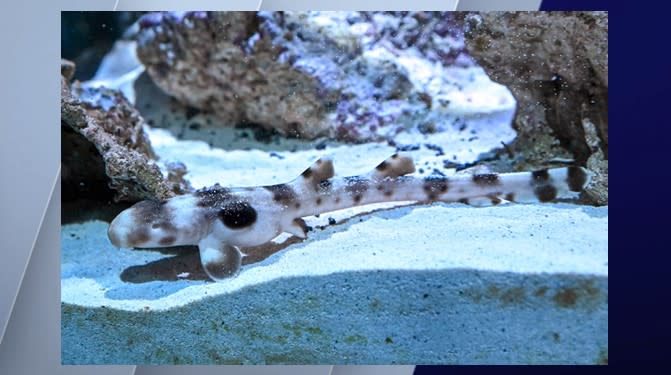 Epaulette shark at Brookfield Zoo born via asexual reproduction