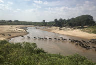 FILE - The annual migration of wildebeest from the Serengeti National park in Tanzania to the Maasai Mara national reserve in Kenya is seen from a drone in the Maasai Mara, July 22, 2020. Africa's national parks, home to thousands of wildlife species are increasingly threatened by below-average rainfall and new infrastructure projects, stressing habitats and the species that rely on them. (AP Photo/Joe Mwihia, File)