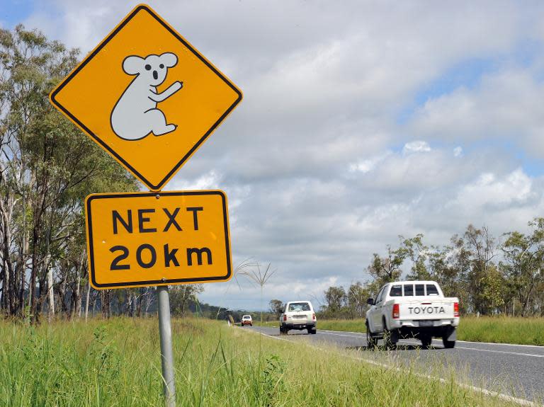 Wild koalas have been under increasing threat in some parts of Australia in recent decades, with a plunge in population numbers from habitat loss, disease, dog attacks, bushfires and other factors 