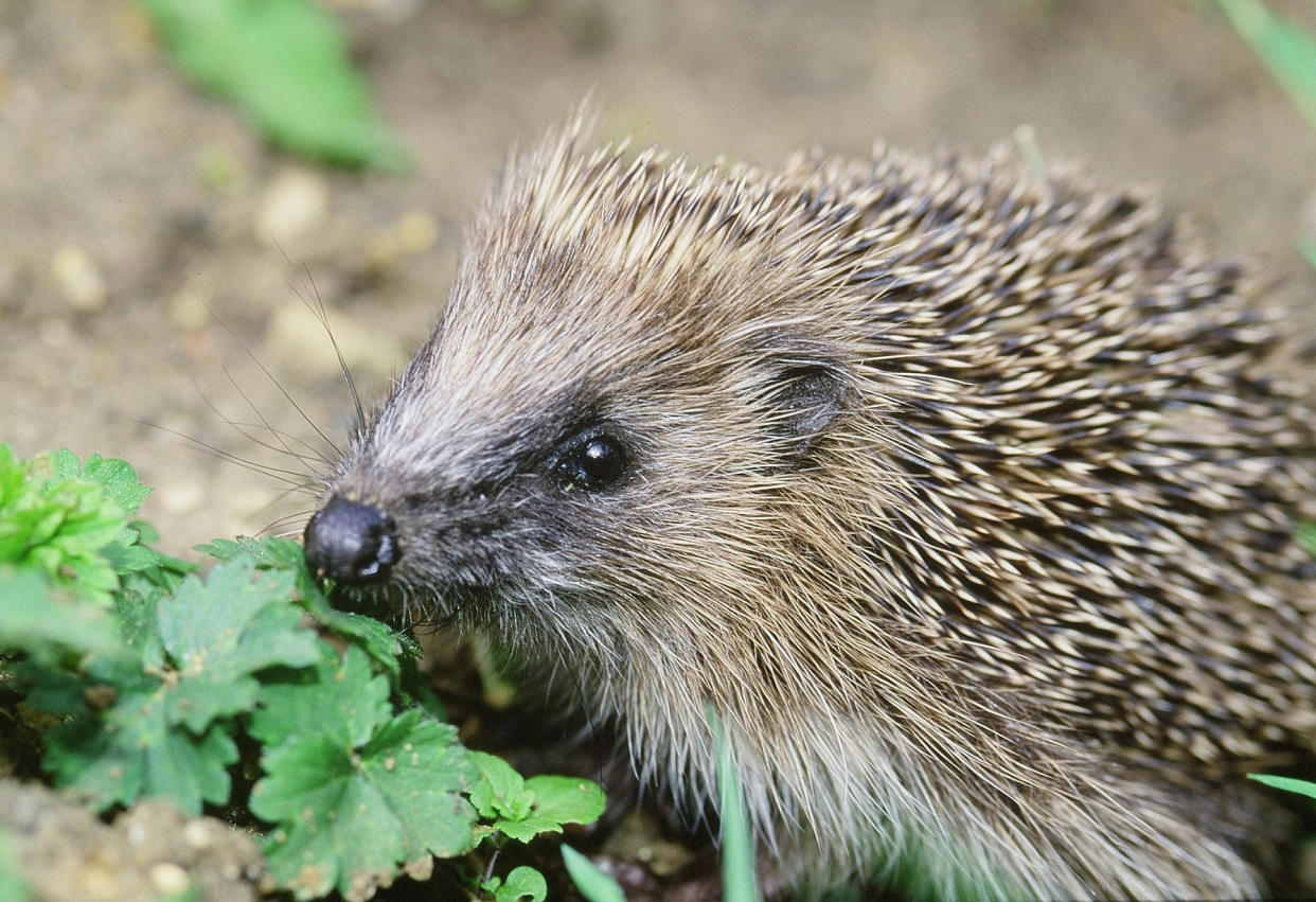 The outlook does not look good for the humble hedgehog