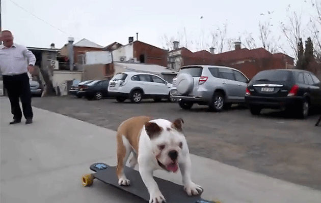 Pommy can skateboard better than you. Photo: Caters