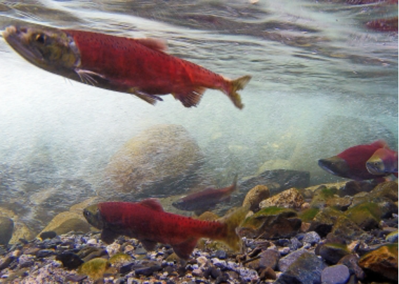 Kokanee turn bright red prior to spawning.