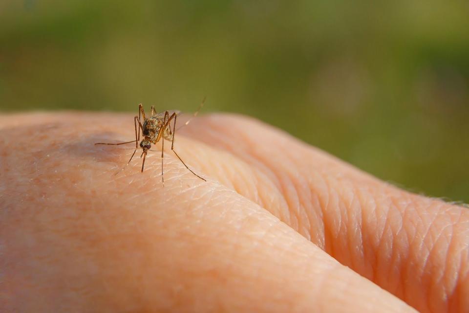 <p>Getty</p> A woman in California has been left unable to walk after contracting the West Nile virus after a mosquito bite.