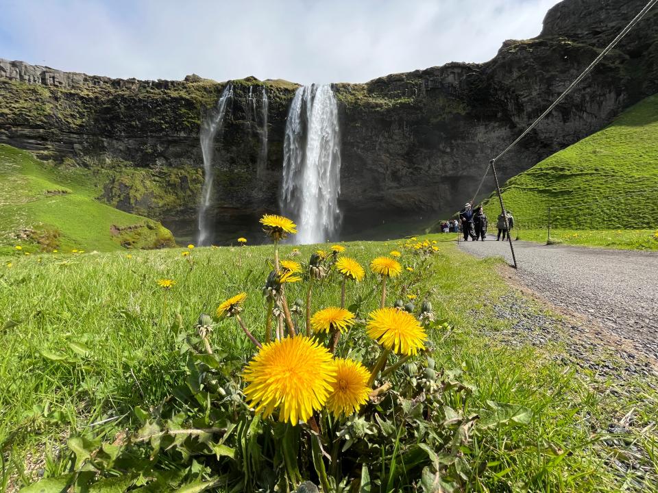 Seljalandsfoss with dandelions in the foreground