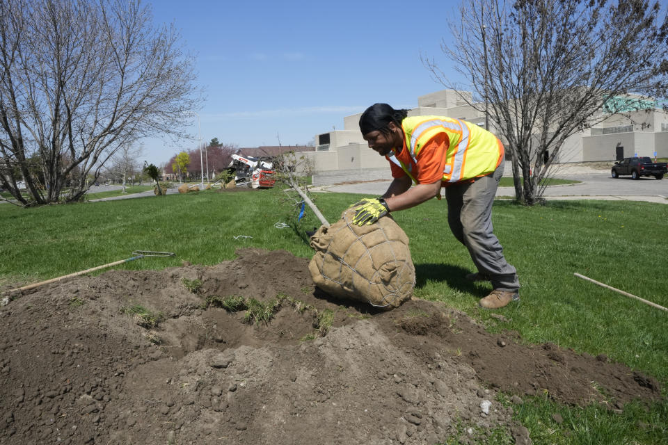 Ameen Taylor plants a tree at the Coleman Young Community Center, Friday, April 14, 2023, in Detroit. (AP Photo/Carlos Osorio)