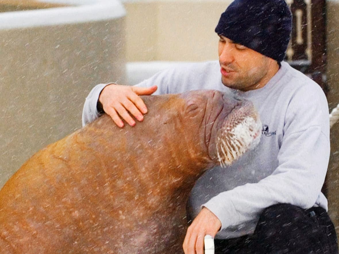 Demers and the Niagara Falls, Ont., park settled a decade-long legal battle that will see two walruses relocated — but Demers said Marineland is breaching the settlement agreement. (Hot Docs - image credit)