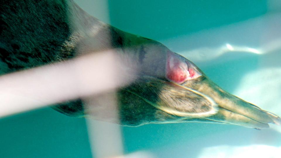 A seal rescued from Block Island required an amputation at Mystic Aquarium because of wounds suffered during its entanglement with fishing line.