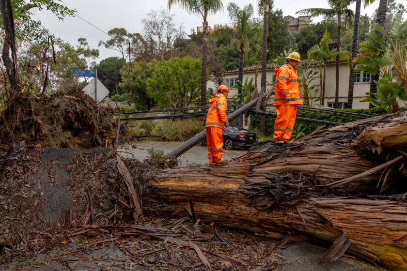 BRENTWOOD, CA - FEBRUARY 06: Due to heavy rains a large eucalyptus tree fell, taking down some power lines in the Brentwood area today, resulting in an outage and blocking road access. LADWP crew surveys the downed tree on 600 block of North Bundy Drive, Brentwood, CA. (Irfan Khan / Los Angeles Times)