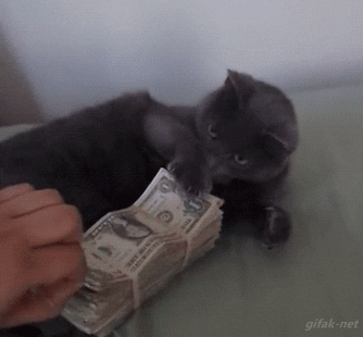 cat grabbing a stack of bills