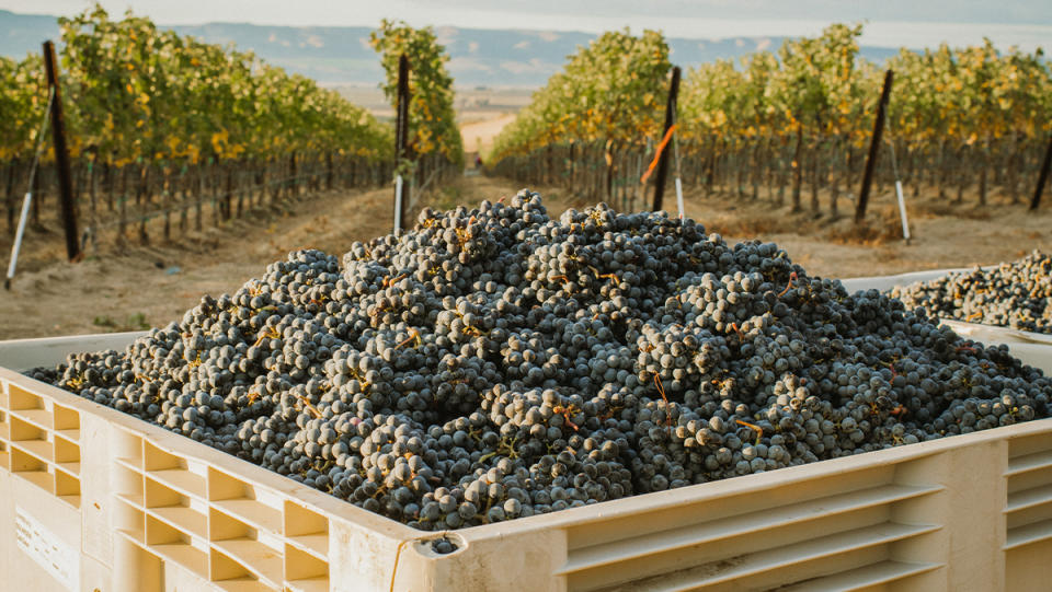 wine grapes harvested in Washington state.