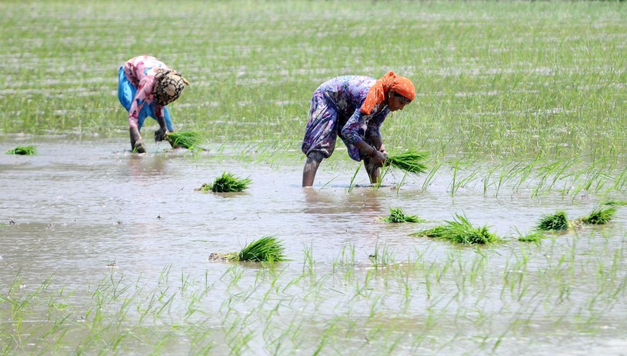 <span class="caption">Planting paddy saplings in Patiala, India. Three-quarters of Indian farmers are women, but most don't own their land.</span> <span class="attribution"><a class="link " href="https://www.gettyimages.com/detail/news-photo/women-plant-paddy-sapling-in-a-field-in-village-ramgarh-on-news-photo/1222267130?adppopup=true" rel="nofollow noopener" target="_blank" data-ylk="slk:Bharat Bhushan/Hindustan Times via Getty Images;elm:context_link;itc:0;sec:content-canvas">Bharat Bhushan/Hindustan Times via Getty Images</a></span>