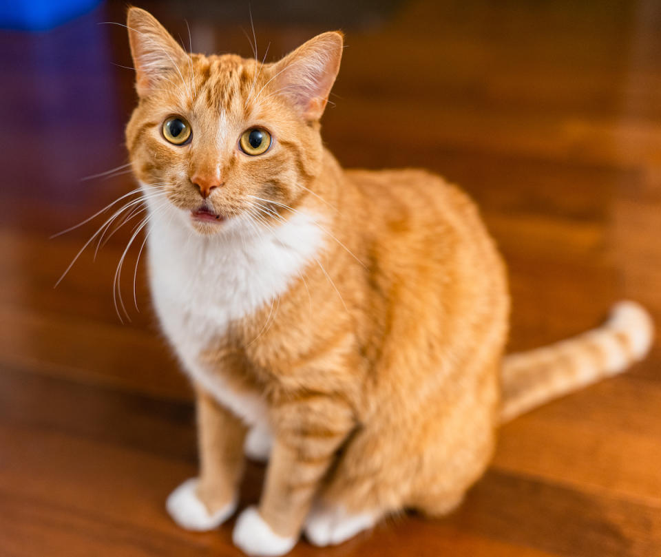 Orange cat sitting on floor