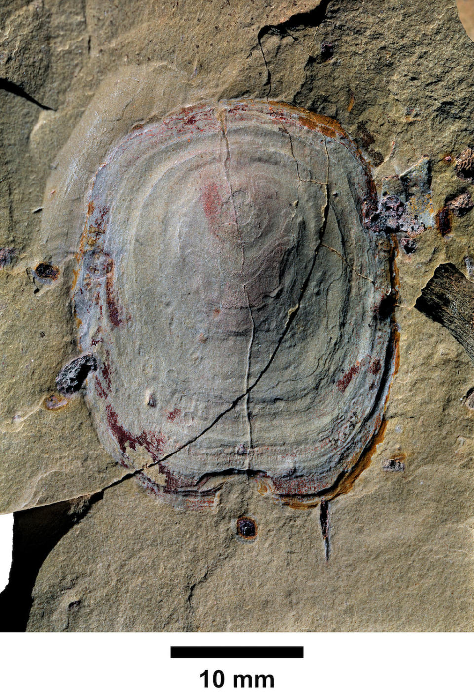 An isolated shell of a <i>Calvapilosa kroegeri</i> specimen. Mohamed ‘Ou Said’ Ben Moula, a fossil collector in Morocco, discovered these fossils in the Fezouata Biota in the late 2000s. <cite>Peter Van Roy</cite>