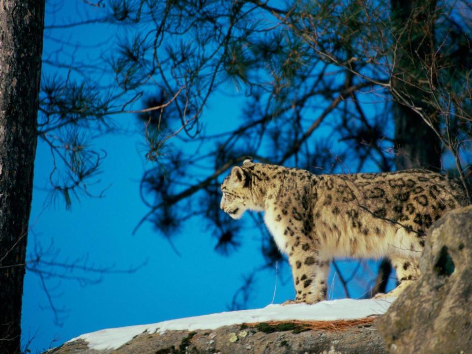 Human development and climate change have created areas where snow leopards are thinly dispersed (Alamy)