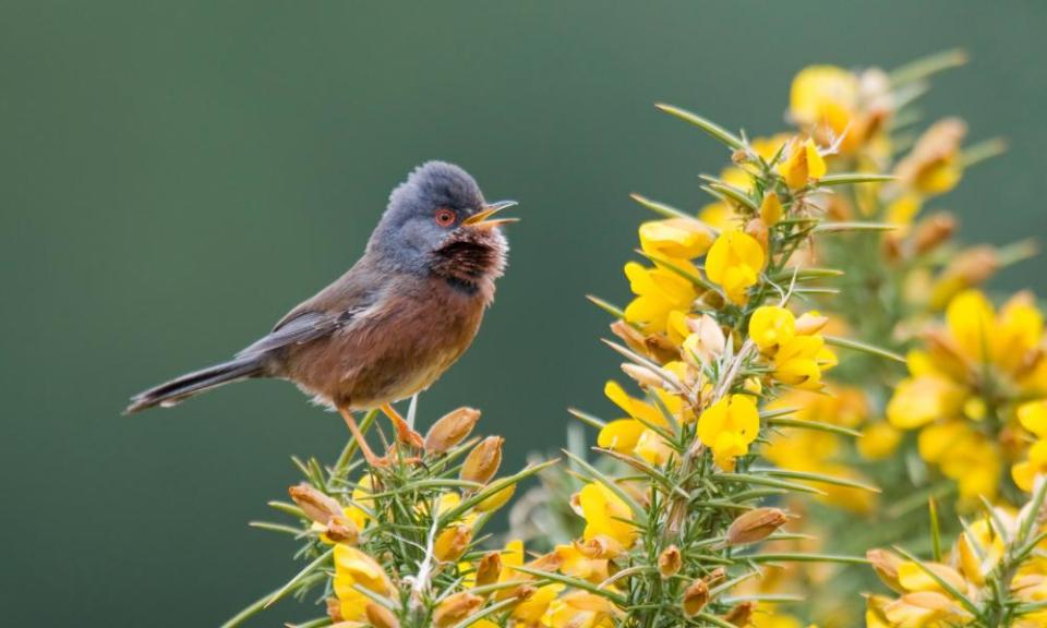 Dartford Warbler - New Forest, UK