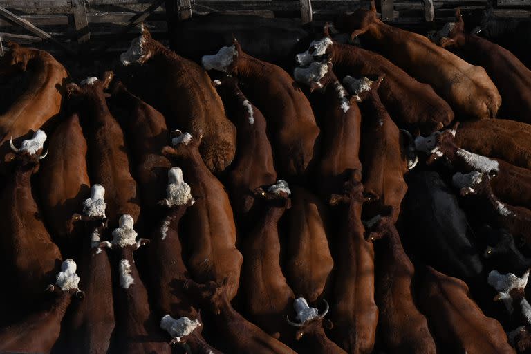 Para la primera rueda de ventas de la semana se remitieron al Mercado Agroganadero 15.551 vacunos