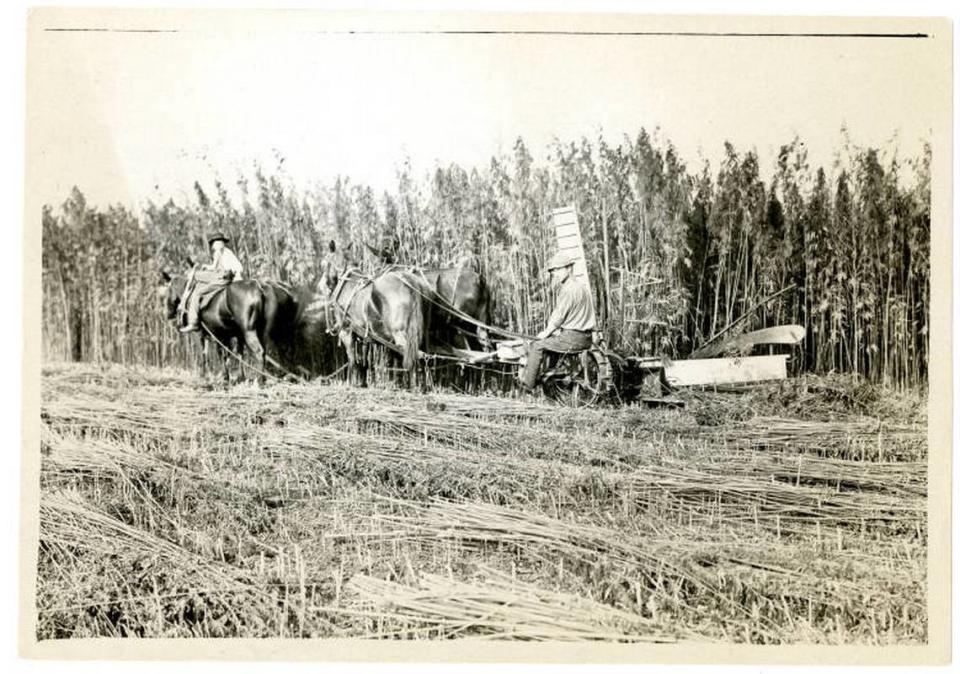 A farmer used a horse-drawn implement to harvest hemp in Kentucky in the early 1900s.