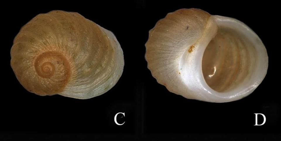 Several views of the shell of a Fenouilia undata, or wavy freshwater snail. Photos from Chen, He, Wang and Pan (2024)