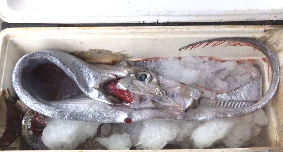 於2018年台東漁民捕獲的皇帶魚。（圖／東森新聞）