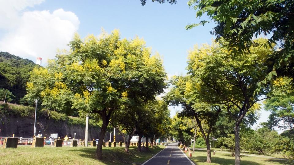 大漢溪左岸自行車道（柑園至鶯歌段）沿途台灣欒樹盛開中。   圖：新北市高灘處提供