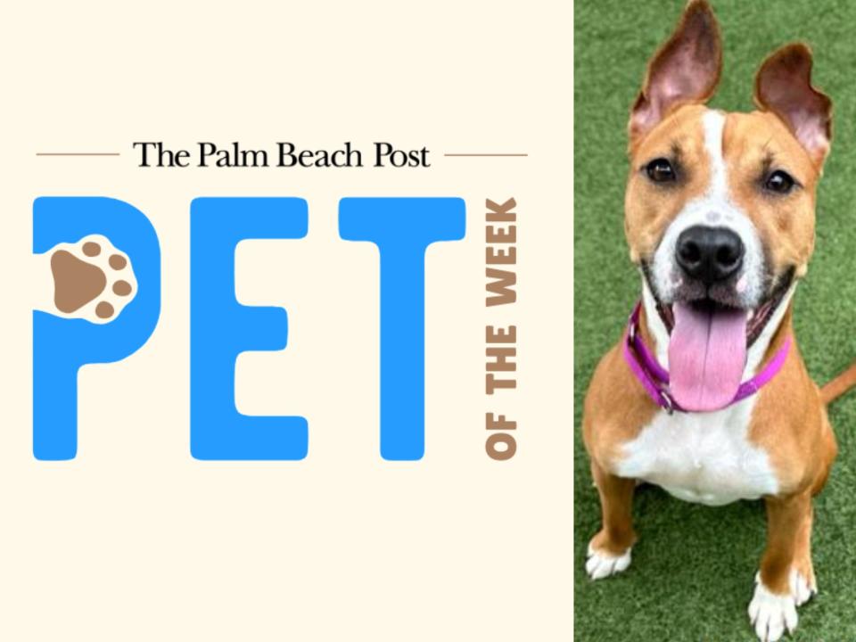 The Palm Beach Post's Pet of the Week program features animals available for adoption in Palm Beach County's shelters and rescues.