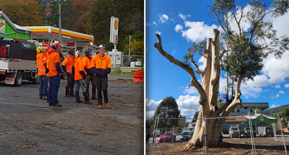 Council has voted on the future of a tree it has already spent $470,000 trimming back to a stump. Source: The Warburton Tree