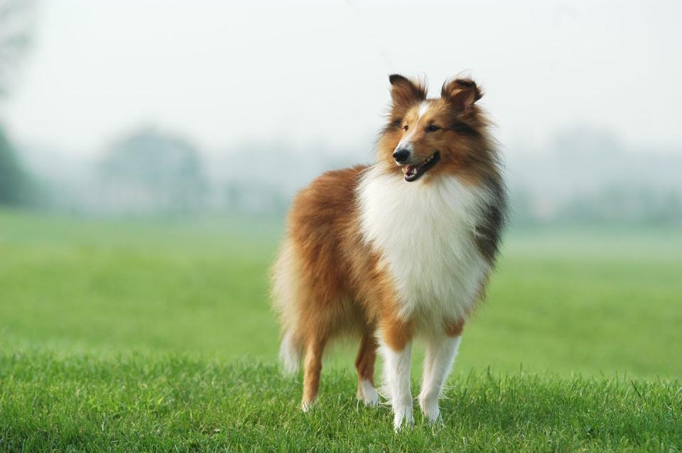 20 best dogs for kids collie