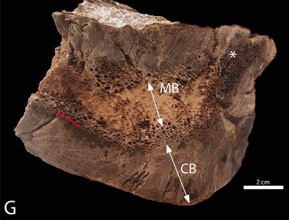 A cross section of the T. rex's bone showing the medullary bone in the middle.