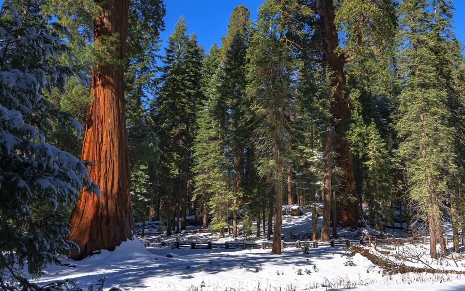 The General Sherman Tree at Sequoia and Kings Canyon National Park