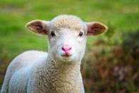 <p>Watch sheep, goats and new-born lambs via this adorable live stream. "Our web cam points right down at our farm animals so you'll never miss a moment as they go about their daily lives. It's especially exciting when we’ve got new babies," explains the farm. </p><p><a class="link " href="https://www.folly-farm.co.uk/webcams/barn-webcam/" rel="nofollow noopener" target="_blank" data-ylk="slk:WATCH NOW;elm:context_link;itc:0;sec:content-canvas">WATCH NOW</a></p>