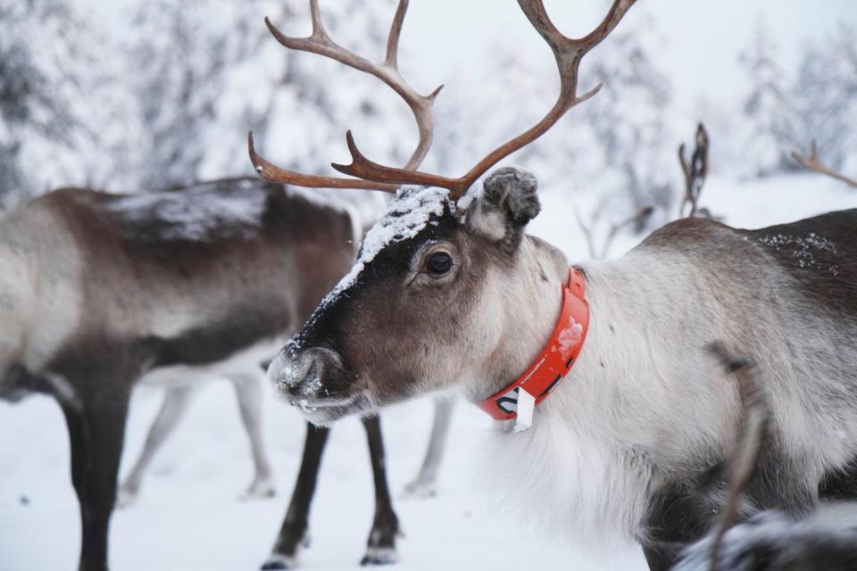 a couple of deer in the snow