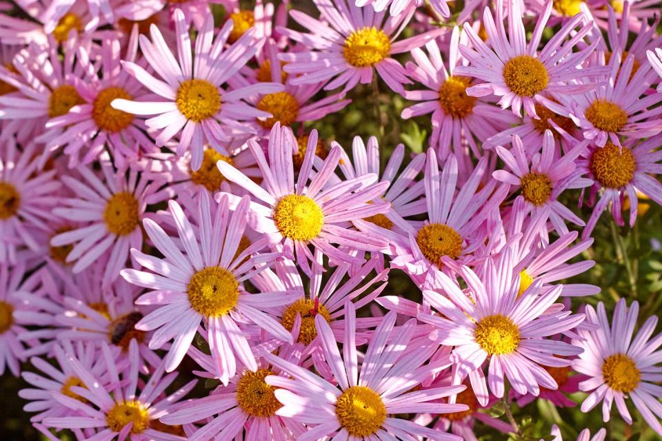 6) Aster